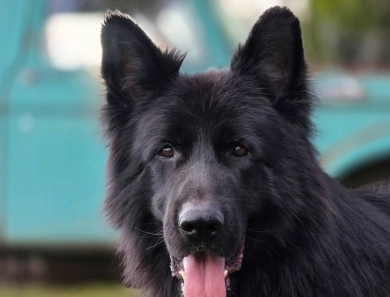 Garry Vom Makibilly German Shepherd