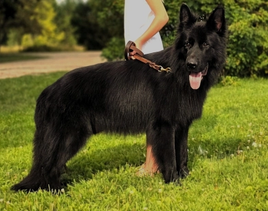 Garry Vom Makibilly German Shepherd