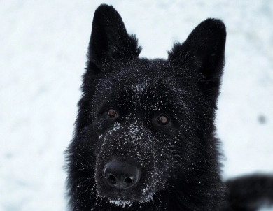 Garry Vom Makibilly German Shepherd