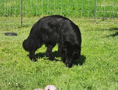 Garry Vom Makibilly German Shepherd