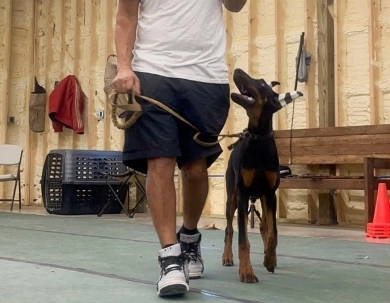 AKC Full Euro AKC Full Euro Doberman Pinscher