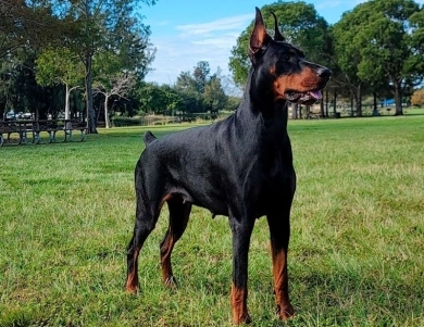 AKC Full Euro AKC Full Euro Doberman Pinscher