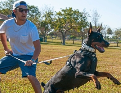 AKC Full Euro AKC Full Euro Doberman Pinscher