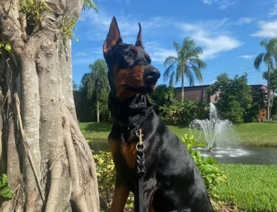 AKC Full Euro AKC Full Euro Doberman Pinscher