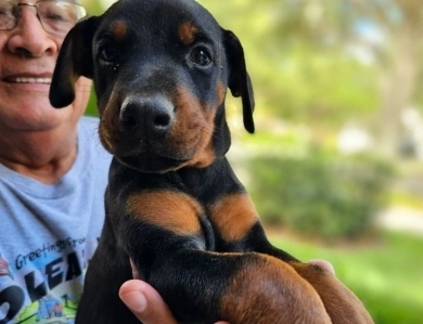 AKC Full Euro AKC Full Euro Doberman Pinscher