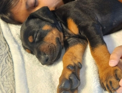AKC Full Euro AKC Full Euro Doberman Pinscher