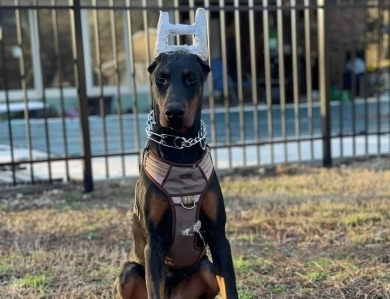 AKC Full Euro AKC Full Euro Doberman Pinscher