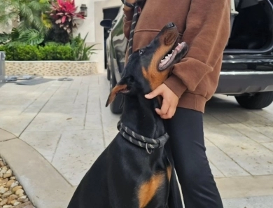 AKC Full Euro AKC Full Euro Doberman Pinscher