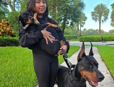 AKC Full Euro AKC Full Euro Doberman Pinscher