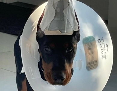 AKC Full Euro AKC Full Euro Doberman Pinscher