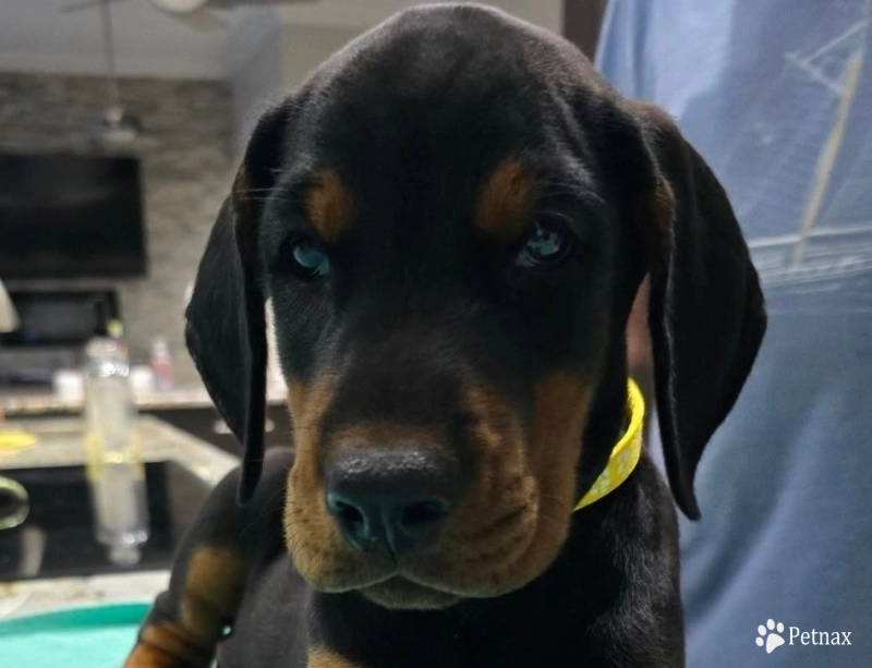 AKC Full Euro  Doberman Pinscher