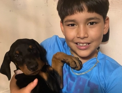 AKC Full Euro AKC Full Euro Doberman Pinscher