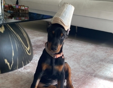 AKC Full Euro AKC Full Euro Doberman Pinscher