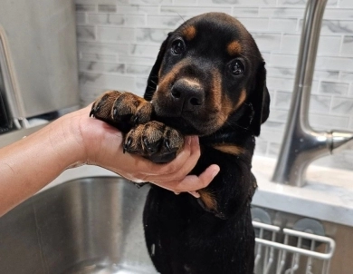 AKC Full Euro AKC Full Euro Doberman Pinscher