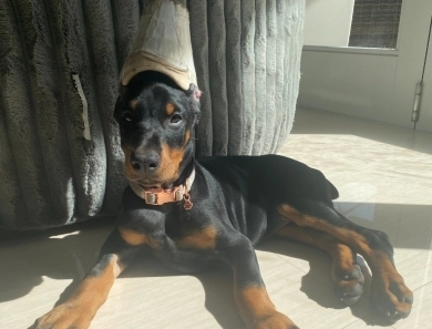 AKC Full Euro AKC Full Euro Doberman Pinscher
