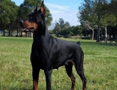 AKC Full Euro AKC Full Euro Doberman Pinscher