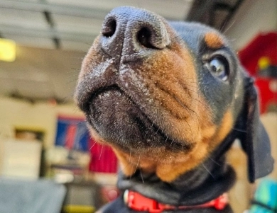 AKC Full Euro AKC Full Euro Doberman Pinscher