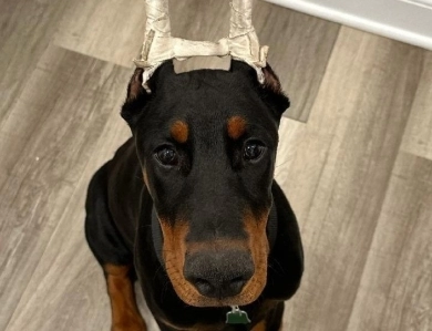 AKC Full Euro AKC Full Euro Doberman Pinscher