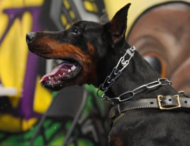 AKC Full Euro AKC Full Euro Doberman Pinscher