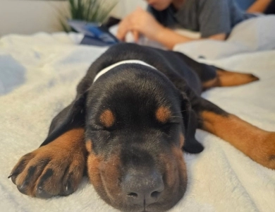 AKC Full Euro AKC Full Euro Doberman Pinscher