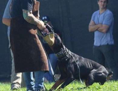 AKC Full Euro AKC Full Euro Doberman Pinscher