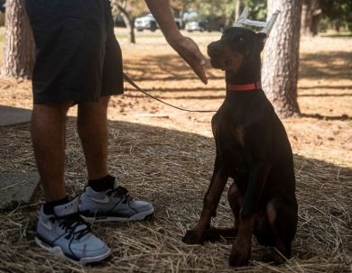 AKC Full Euro AKC Full Euro Doberman Pinscher