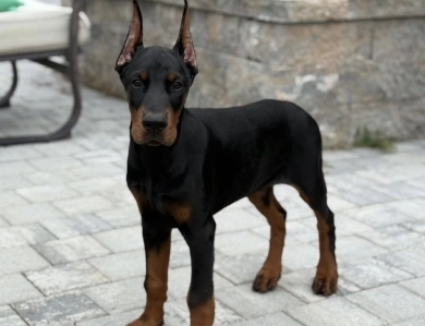 AKC Full Euro AKC Full Euro Doberman Pinscher