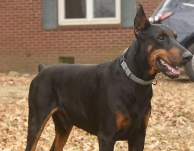 AKC Full Euro AKC Full Euro Doberman Pinscher