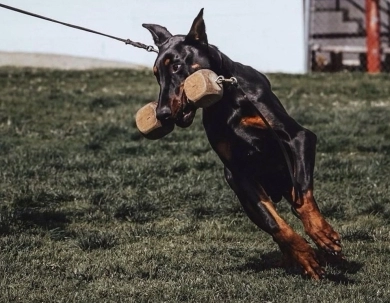 AKC Full Euro AKC Full Euro Doberman Pinscher