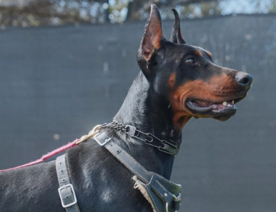 AKC Full Euro AKC Full Euro Doberman Pinscher