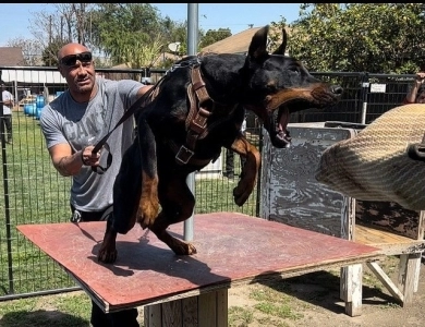 AKC Full Euro AKC Full Euro Doberman Pinscher