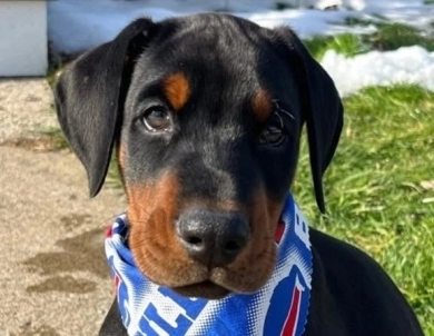 AKC Full Euro AKC Full Euro Doberman Pinscher