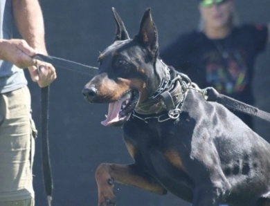 AKC Full Euro AKC Full Euro Doberman Pinscher