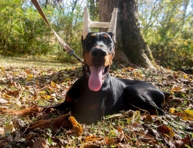 AKC Full Euro AKC Full Euro Doberman Pinscher