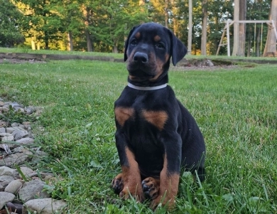 AKC Full Euro AKC Full Euro Doberman Pinscher