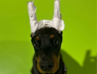 AKC Full Euro AKC Full Euro Doberman Pinscher