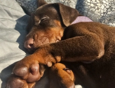 AKC Full Euro AKC Full Euro Doberman Pinscher