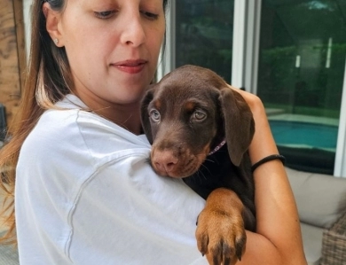 AKC Full Euro AKC Full Euro Doberman Pinscher