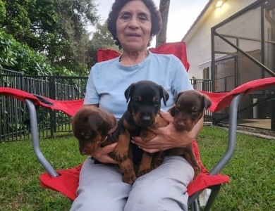 AKC Full Euro AKC Full Euro Doberman Pinscher