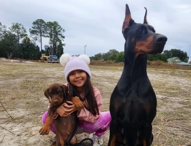 AKC Full Euro AKC Full Euro Doberman Pinscher