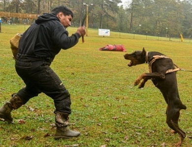 AKC Full Euro AKC Full Euro Doberman Pinscher