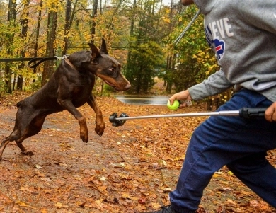 AKC Full Euro AKC Full Euro Doberman Pinscher