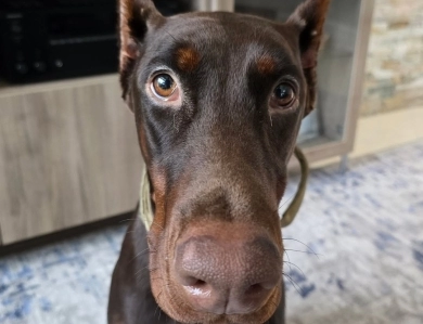 AKC Full Euro AKC Full Euro Doberman Pinscher