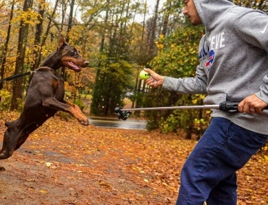 AKC Full Euro AKC Full Euro Doberman Pinscher