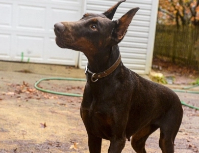 AKC Full Euro AKC Full Euro Doberman Pinscher