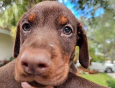 AKC Full Euro AKC Full Euro Doberman Pinscher