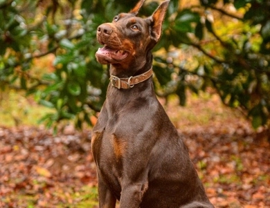 AKC Full Euro AKC Full Euro Doberman Pinscher