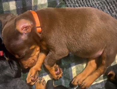 AKC Full Euro AKC Full Euro Doberman Pinscher