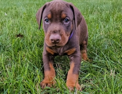 AKC Full Euro AKC Full Euro Doberman Pinscher