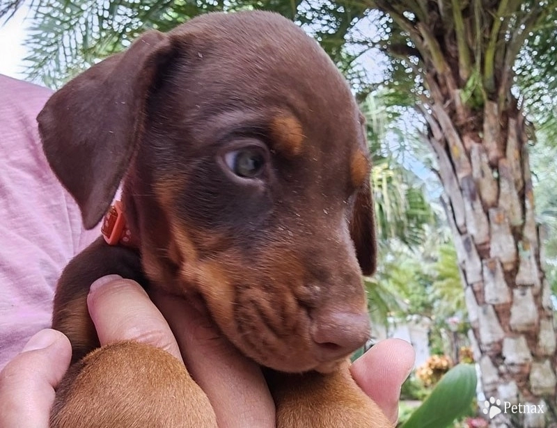 AKC Full Euro  Doberman Pinscher